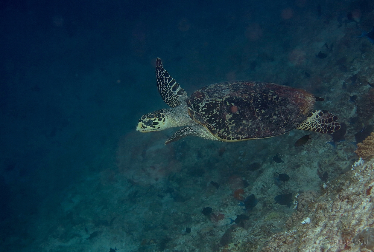 Velidhu - 2013_03_10 - IMG_0374rf_Tortue imbriquee_Gaagandu faru_Plongee.jpg